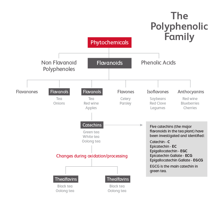 The Polyphenolic Family Infographic
